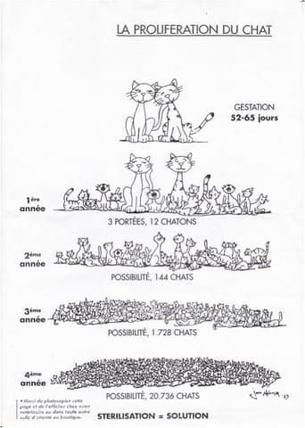 proliferation de chatons