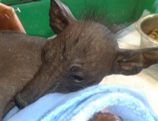 Race de chien et effet de mode...