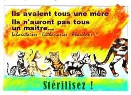 Prolifération de chatons