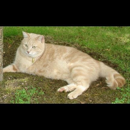 Besoin d'aide : chat perdu