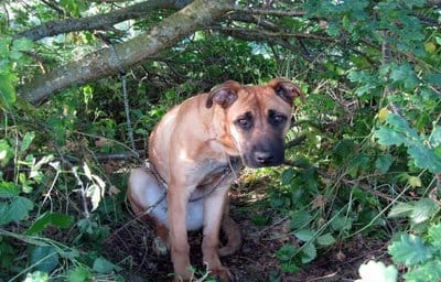 Chienne attachée