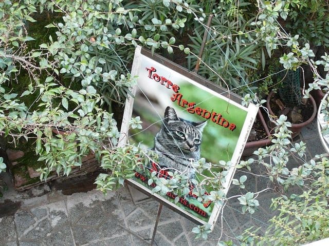 LES CHATS A ROME