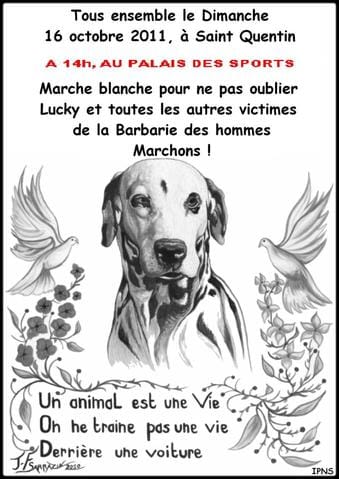 marche pour un dalmatien