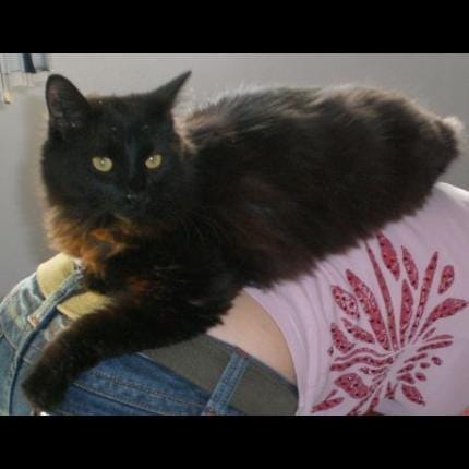 chat perdu
