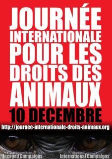 journée mondiale de l'animal