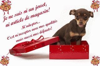 nos amis les chiens