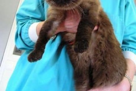 chat harponne