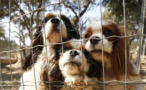trafic de chien demantele
