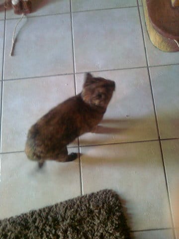 petite chatte trouvée