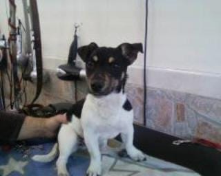 chienne trouvee dans le Var