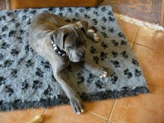 chienne volee dans le jardin