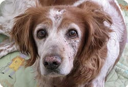 chienne criblee de balles