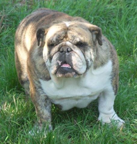 CHIEN VOLE 