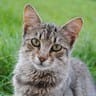 Trouve chaton près de RENNES