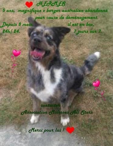 abandon d'un chien à la mode 