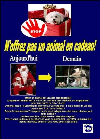 non un animal n'est pas un cadeau de Noël