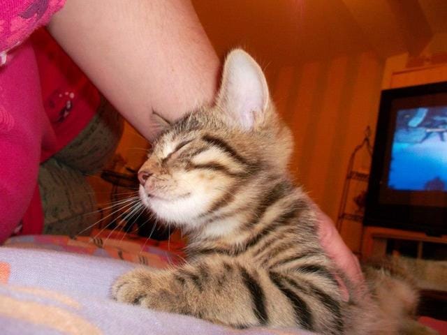 chaton mis à la rue 