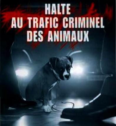 alerte