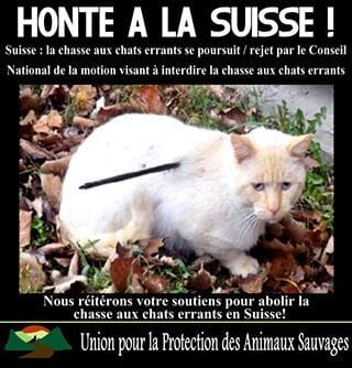 Chasse aux chats errants 