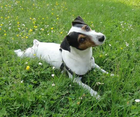 recherche son chien jack russel 