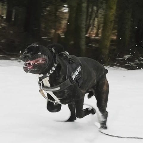 Cane corso