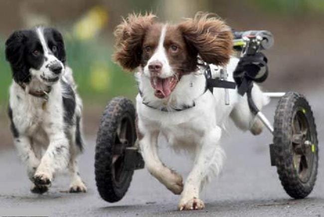  Quand la rage de vivre dépasse le handicap d'un chien ...