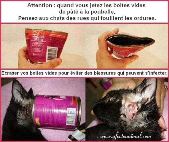 Quand vous jetez vos boîtes de pâté pour chat ...