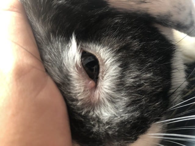 Petit bouton/boule oreille et œil lapin