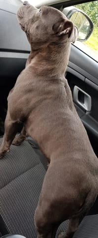 Conseils Saillie staffie, choisir la couleur du mâle
