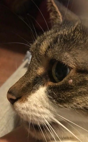 Ceci est-il un Kyste ou bouton proche de l’oeil de ma chatte?