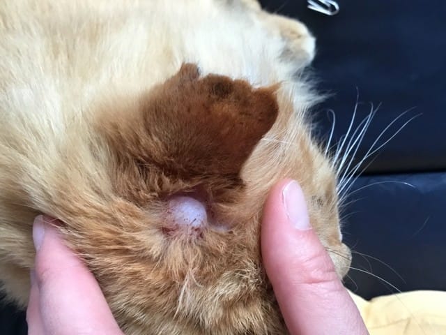 Grosse boule blanche à points rouge sur la tête de mon chat