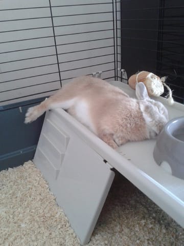 Accoupler mon Lapin nain