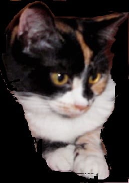 Adorable :) chat cherche transport Paris - Faro, Portugal