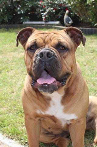 vos experiences/avis sur le leavitt bulldog