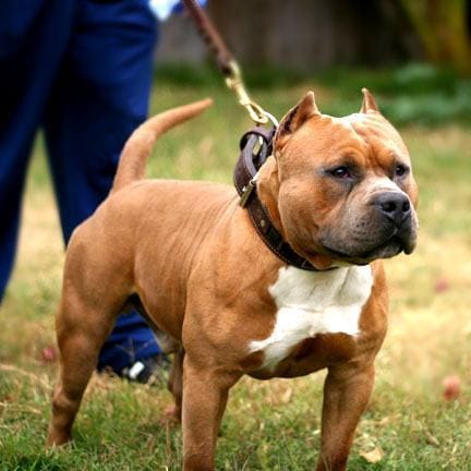 american bully
