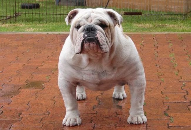 types de bouledogue anglais