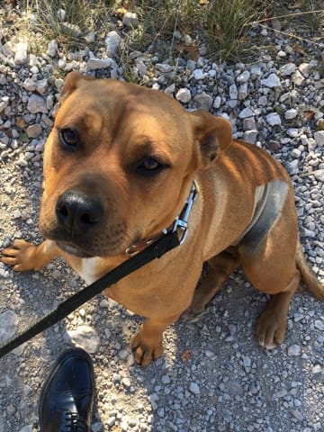Don chien american staff couleur fauve