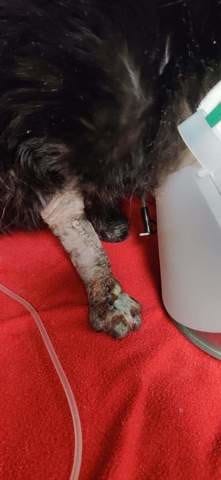 Amputation de la patte avant