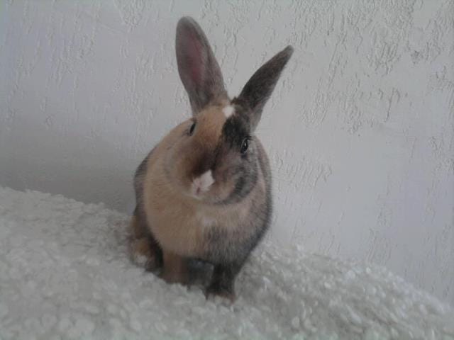 ma lapine refait urine et crottes ailleurs que dans sa litiere mm propre 