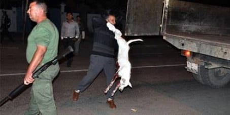 massacre des chats et chiens au maroc 