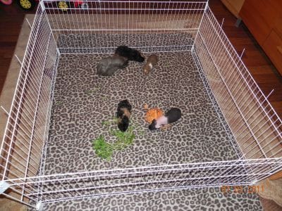 Voici mon parc a cochon d'inde