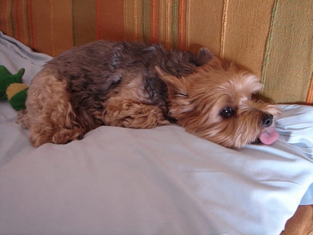 Traumatisme de l'èpaule