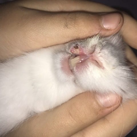 Blessure infecté  help