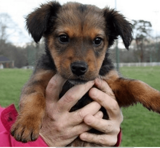 Quelles est la race de ce chiot ?