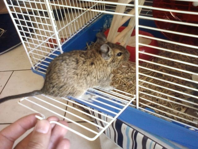 Des pt'its animaux supers, les octodons