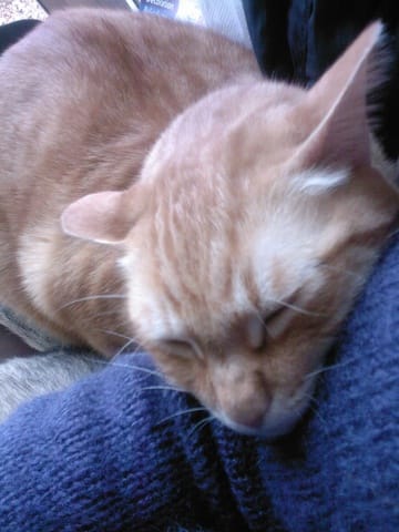 C'est ti pas chou quand ils dorment nos nanimos !