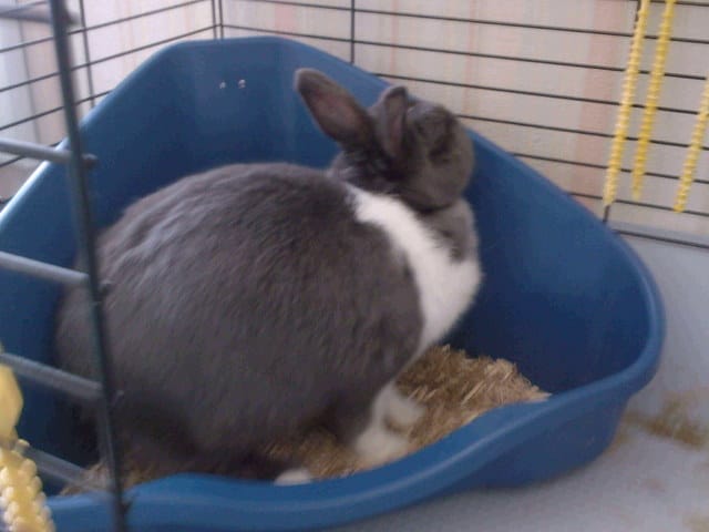 Mes rongeurs et trouvailles à la jardinerie