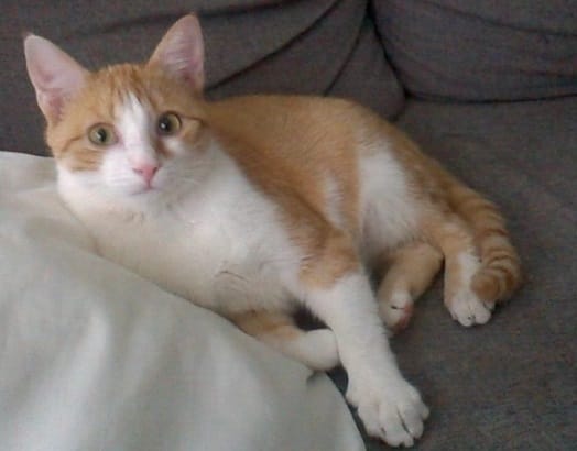 Mon chat ne me fait plus de calins