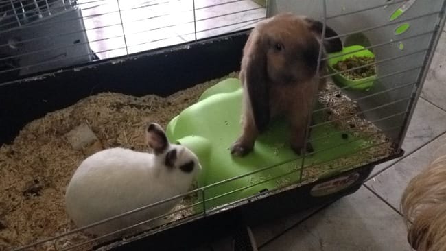 Lapins  mal ou femelle ?!
