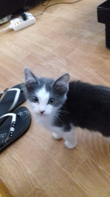 Race de notre chatte